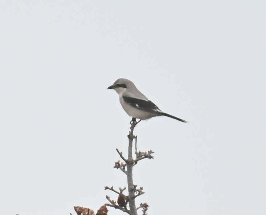 ťuhýk severní - ML644898990