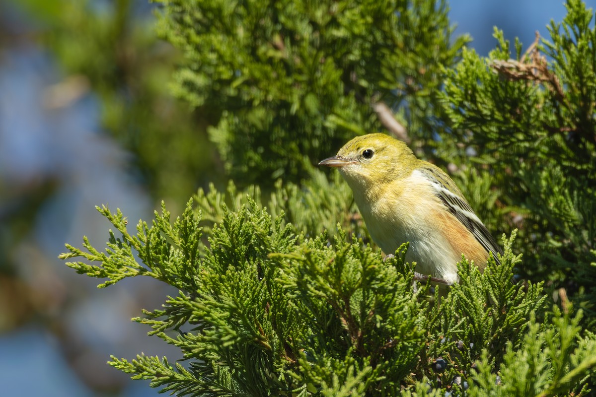 Пісняр-лісовик каштановий - ML644898991