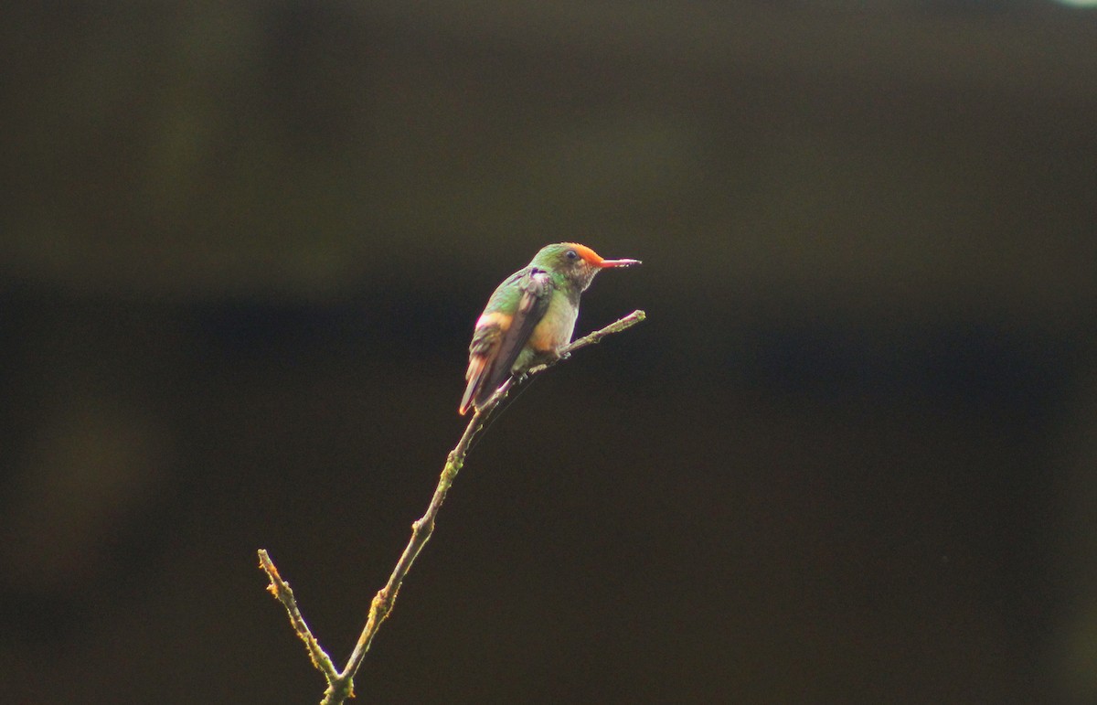 Rufous-crested Coquette - ML644898993