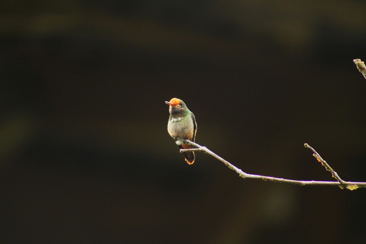 Rufous-crested Coquette - ML644898996