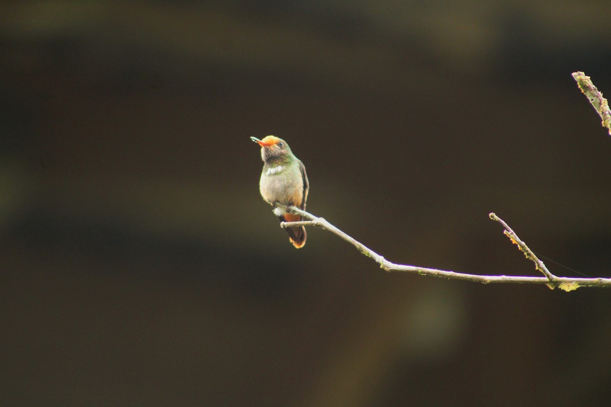 Rufous-crested Coquette - ML644898997