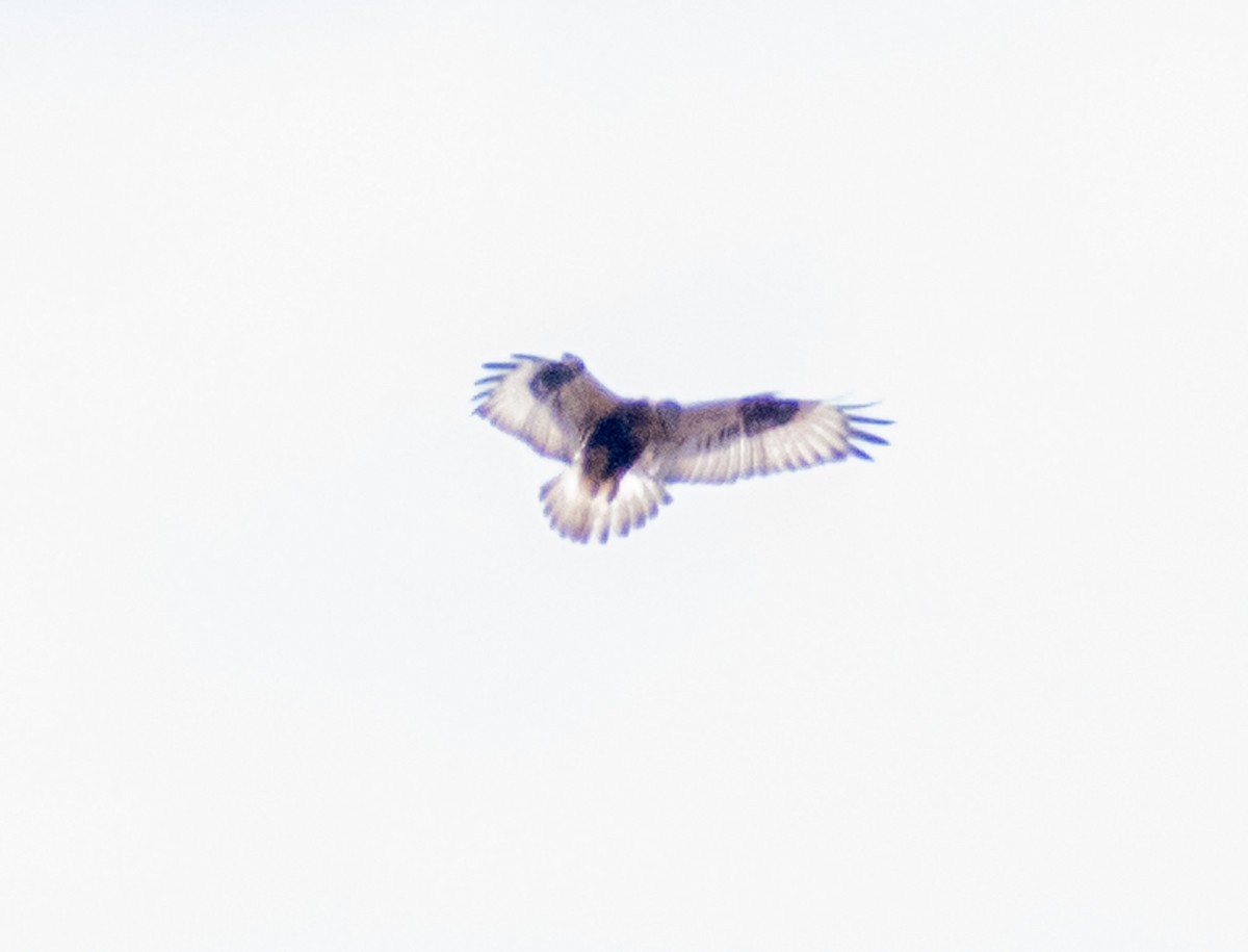 Rough-legged Hawk - ML644899005