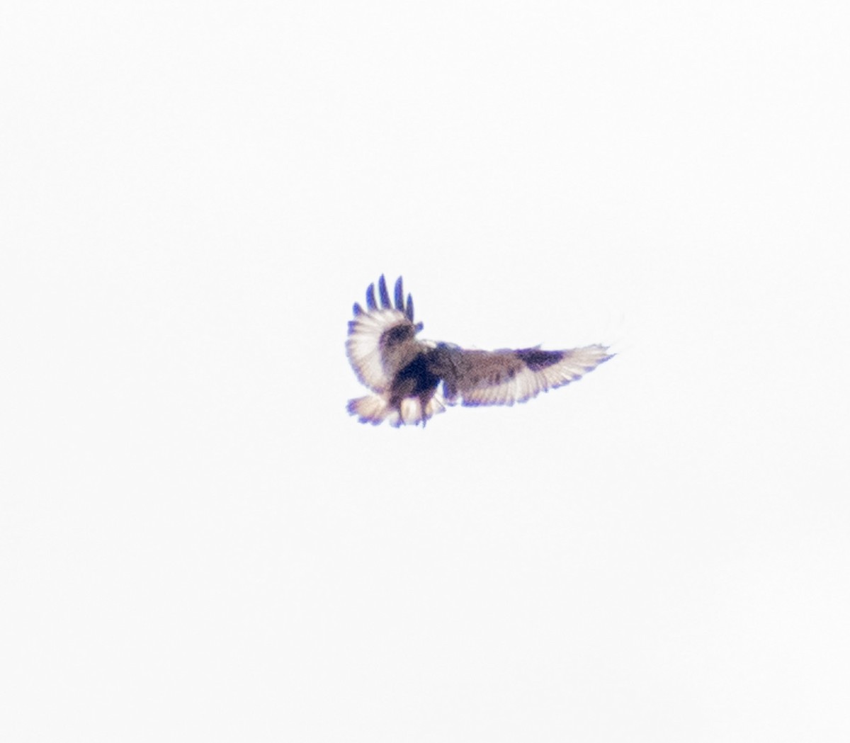 Rough-legged Hawk - ML644899006