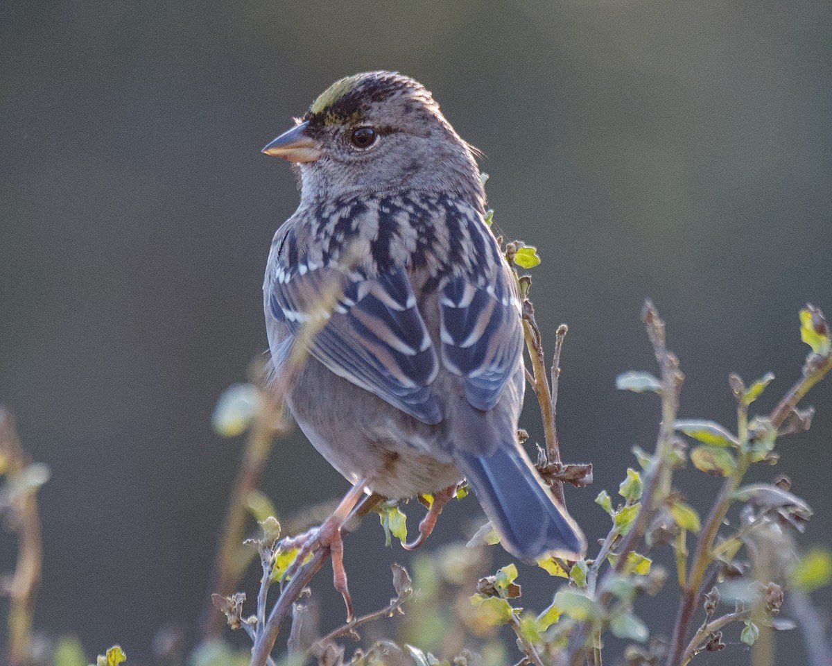 Golden-crowned Sparrow - ML644899013