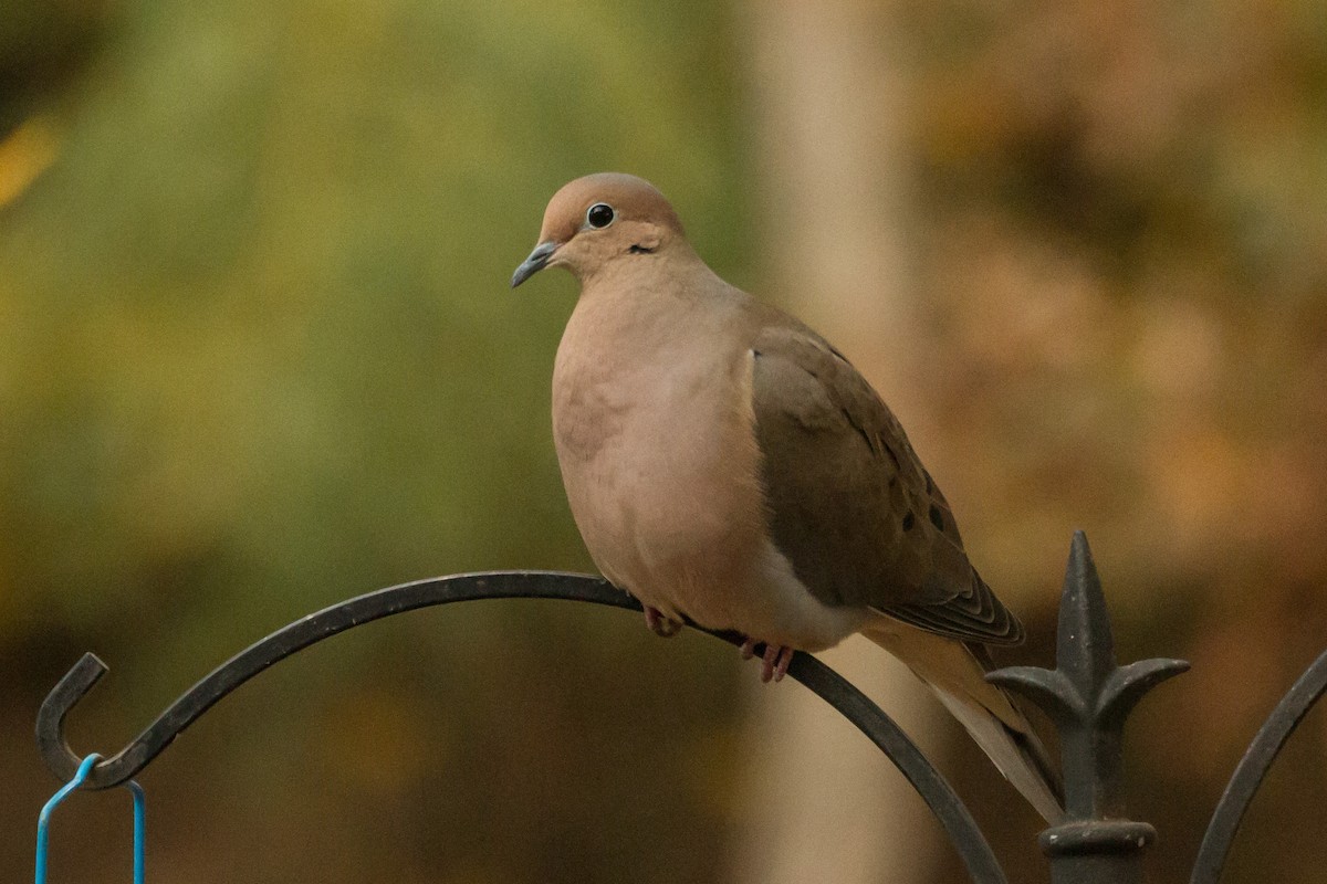 hrdlička karolínská - ML644899039