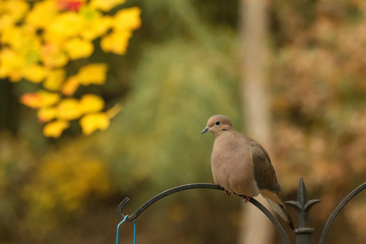 hrdlička karolínská - ML644899040