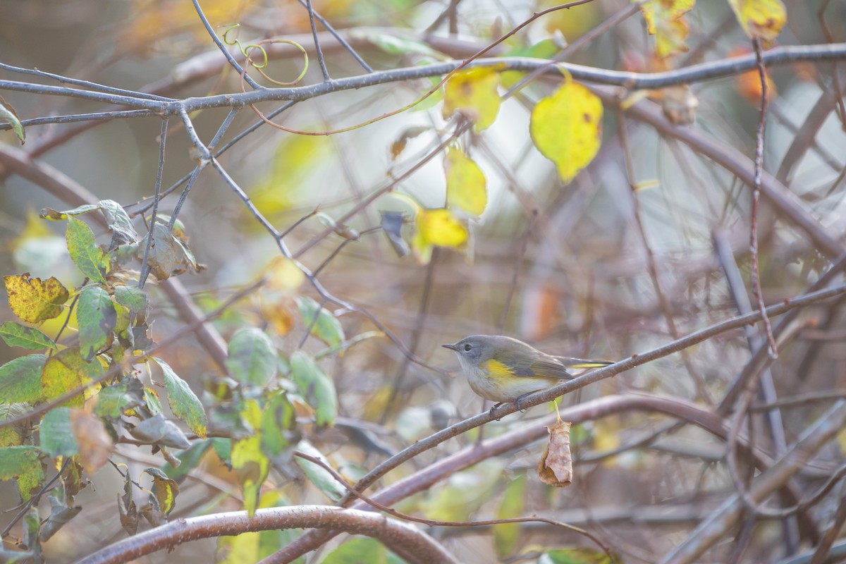 Горихвостковая древесница - ML644899041