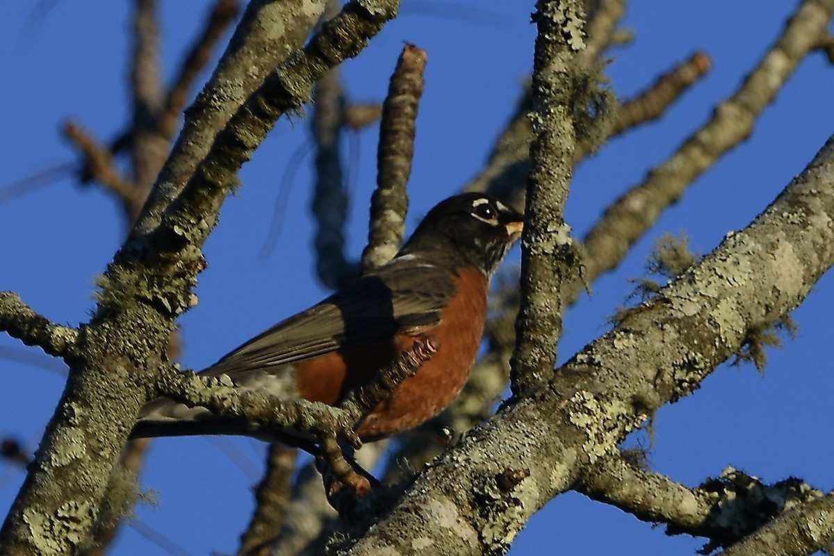 コマツグミ - ML644899042