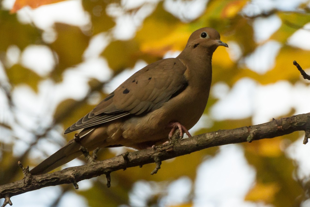 hrdlička karolínská - ML644899048