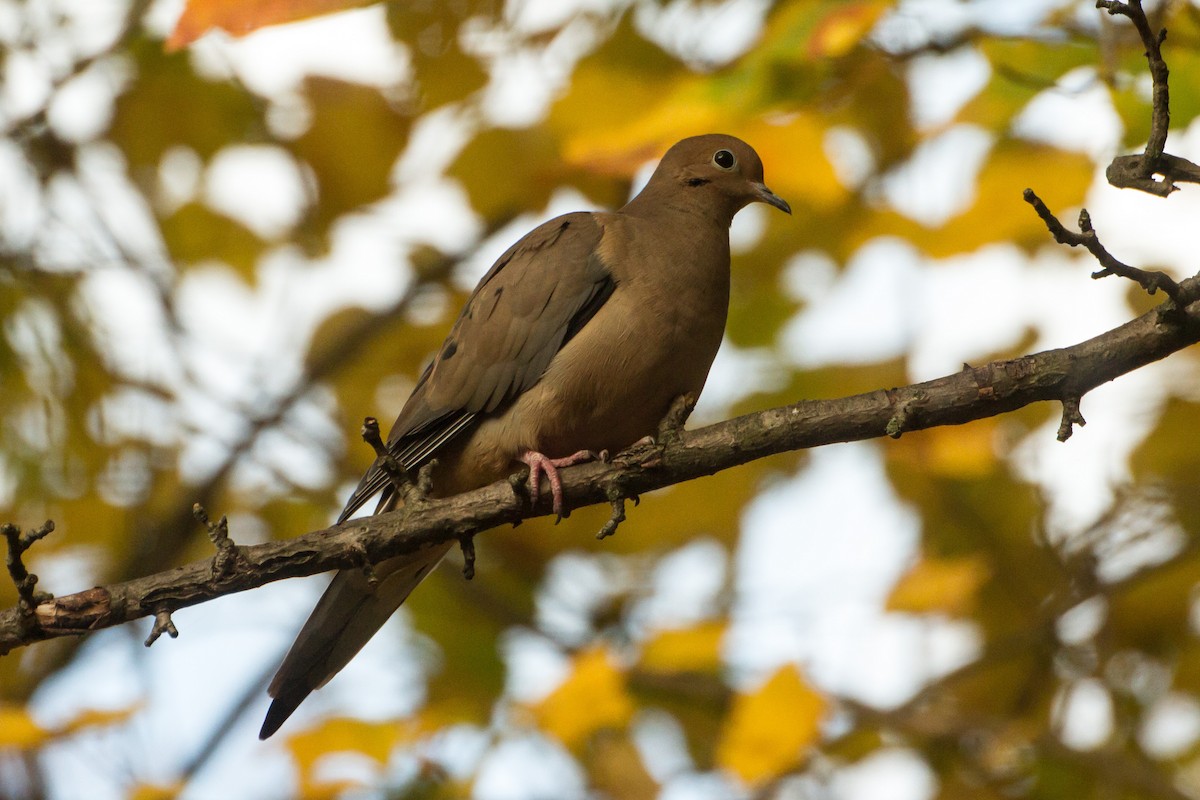 hrdlička karolínská - ML644899049