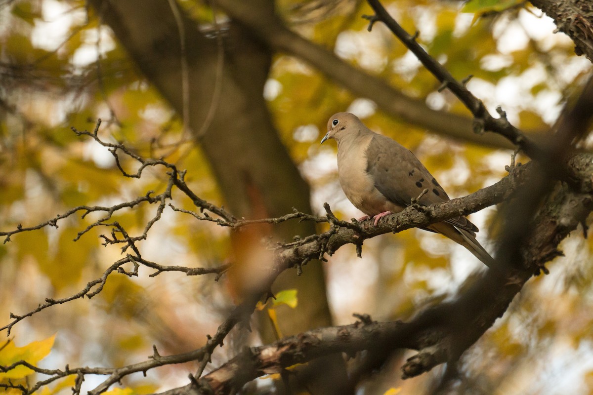 hrdlička karolínská - ML644899053