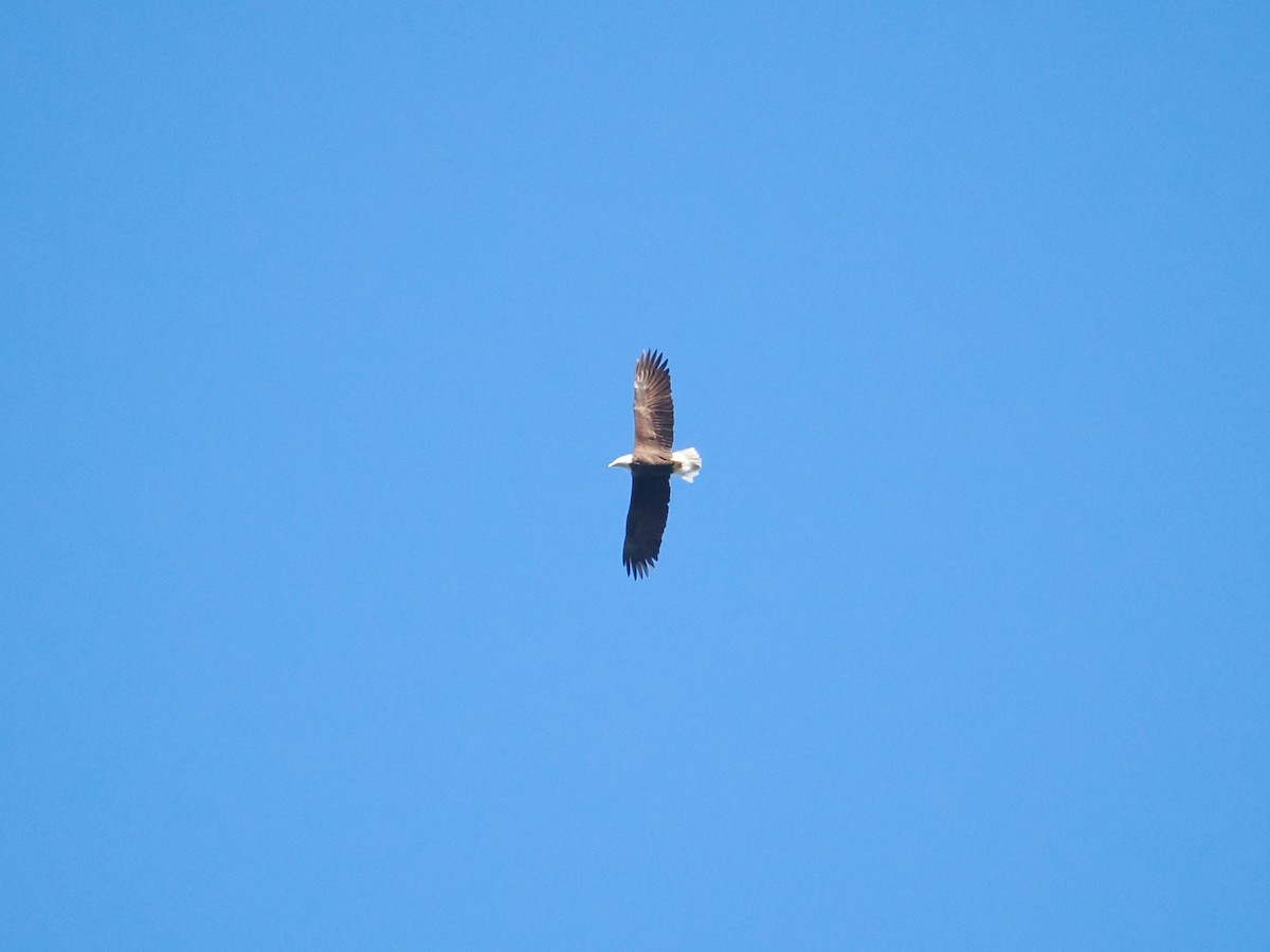 Bald Eagle - ML644899057