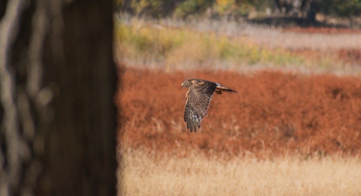 Northern Harrier - ML644899058