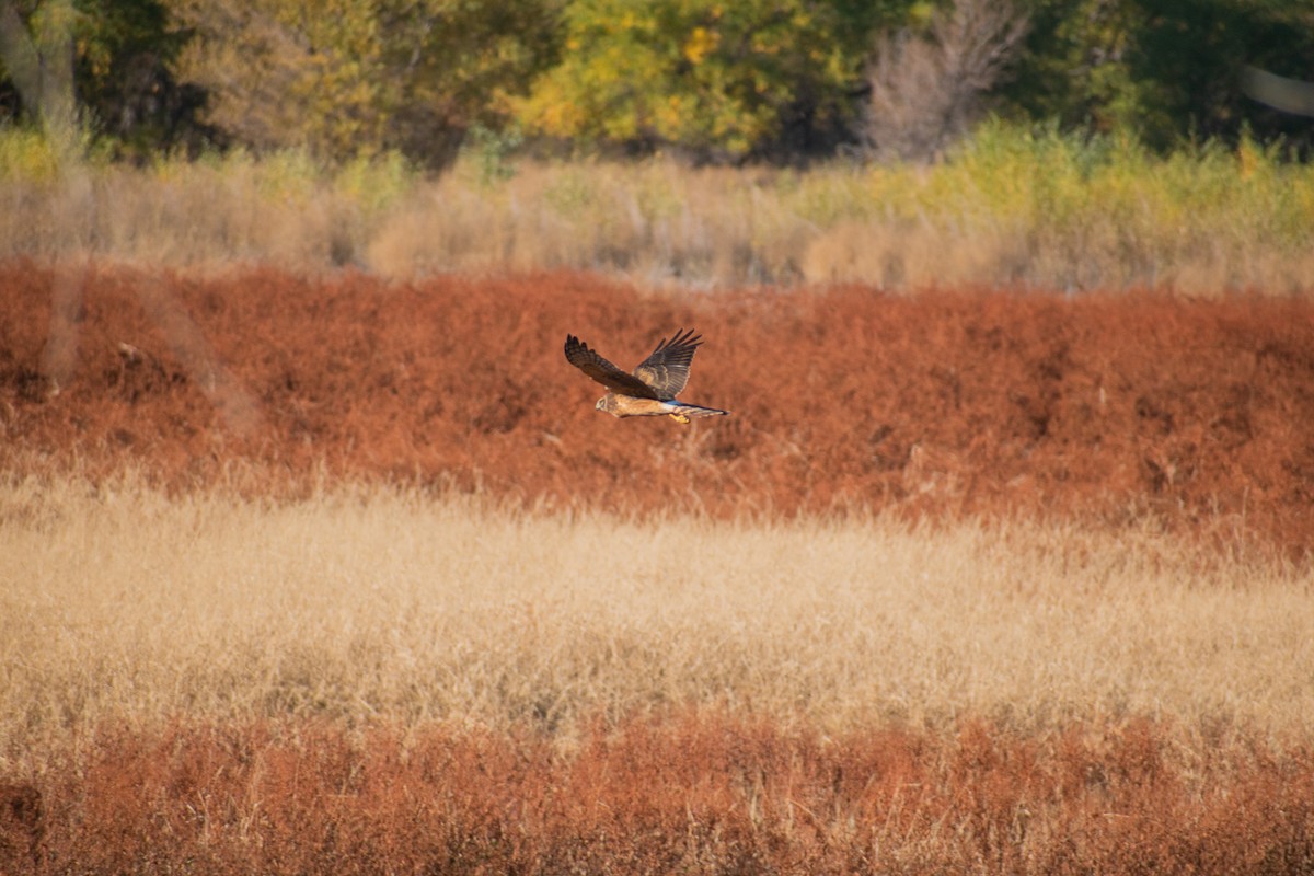 Northern Harrier - ML644899059