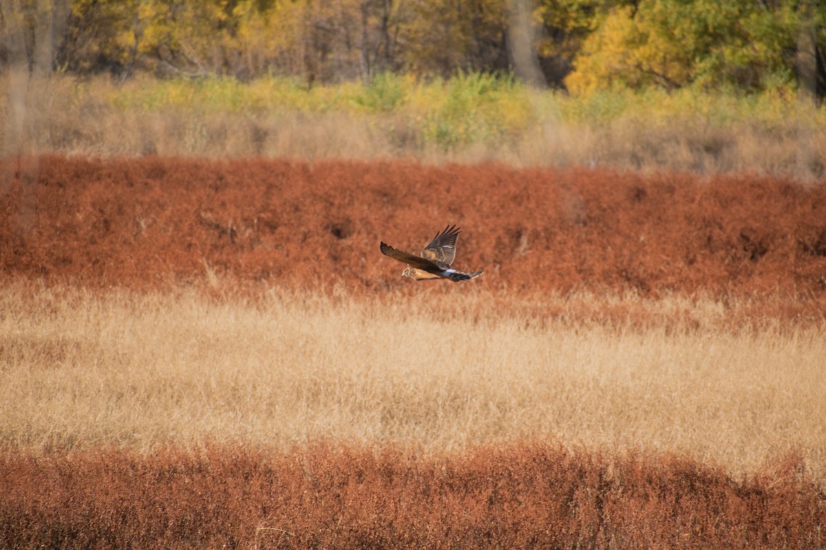 Northern Harrier - ML644899060