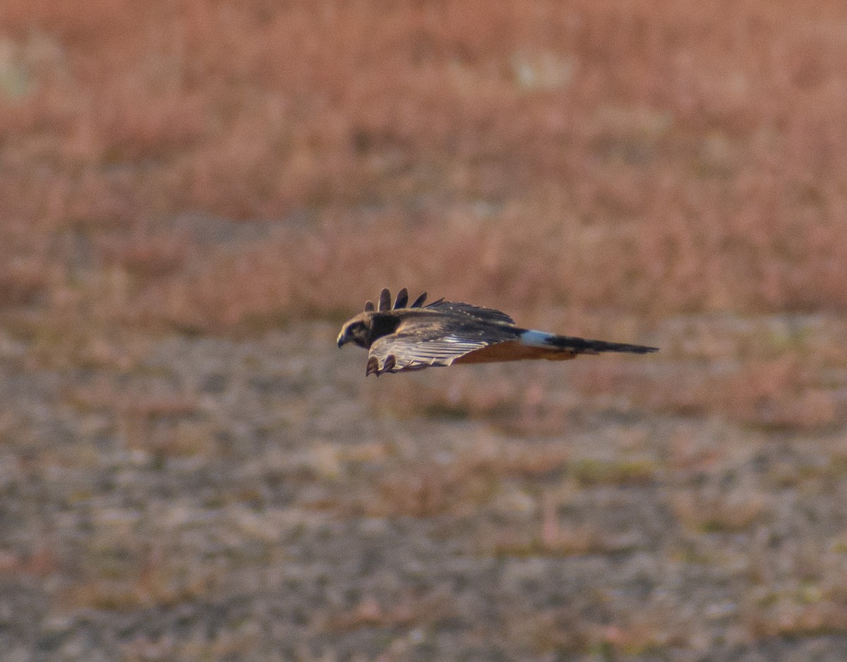 Northern Harrier - ML644899061