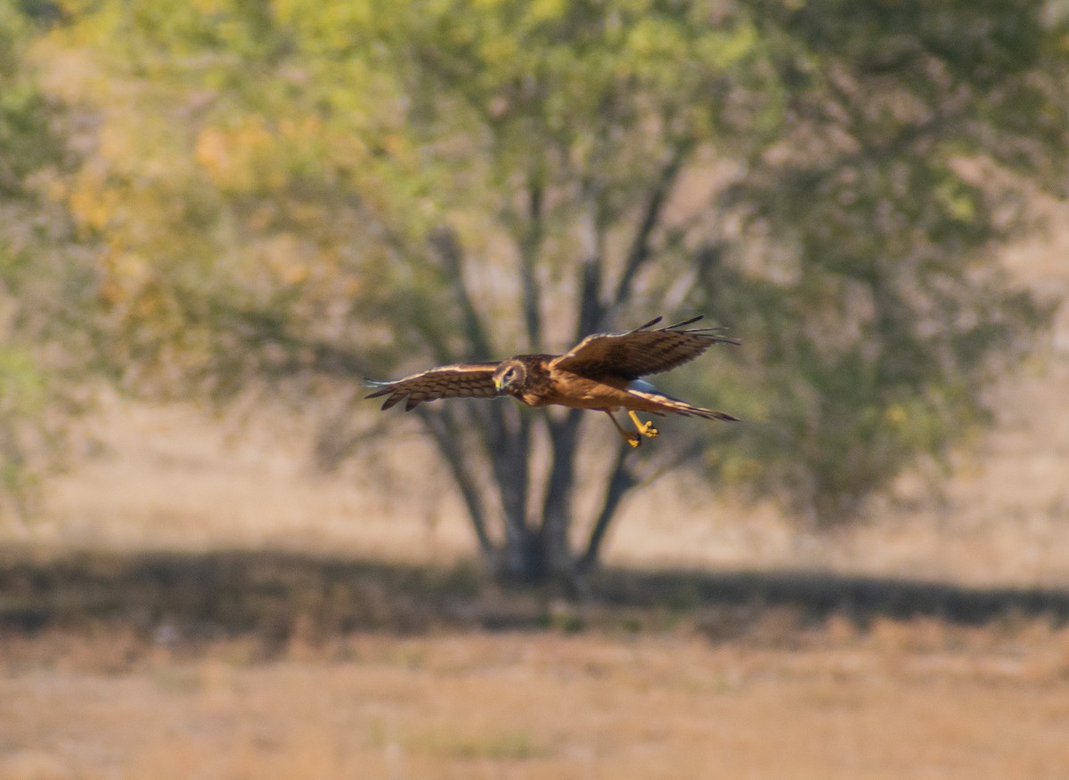 Northern Harrier - ML644899062