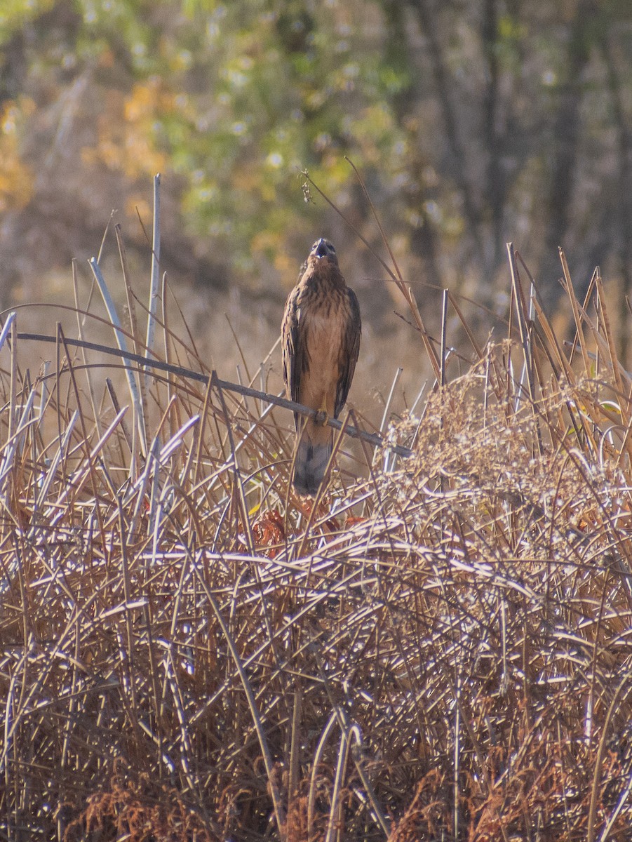 Northern Harrier - ML644899063