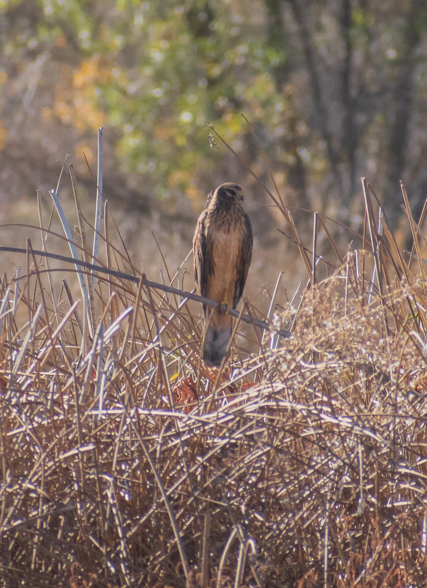 Northern Harrier - ML644899064