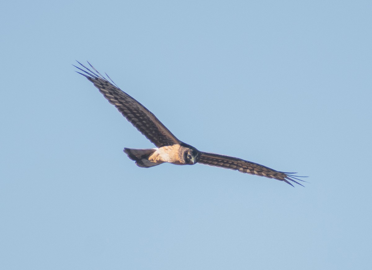 Northern Harrier - ML644899065