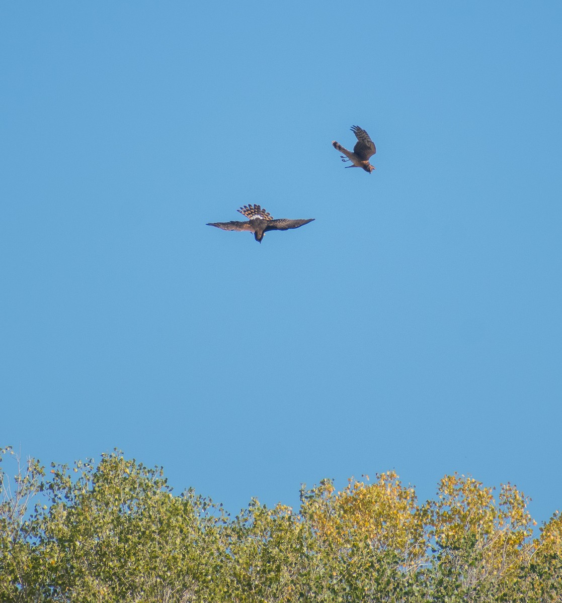 Northern Harrier - ML644899066
