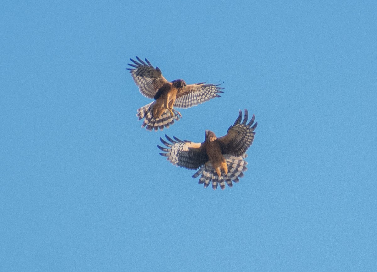 Northern Harrier - ML644899067