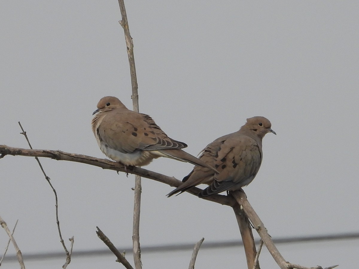 hrdlička karolínská - ML644899087