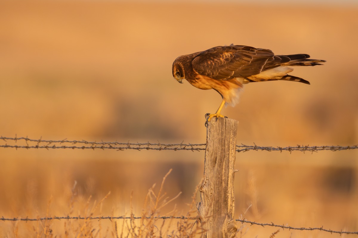 moták severoamerický - ML644899095