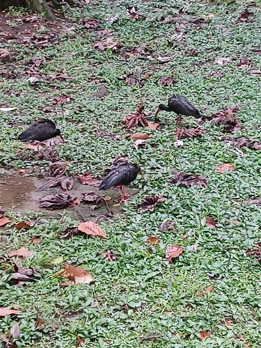 Bare-faced Ibis - ML644899096