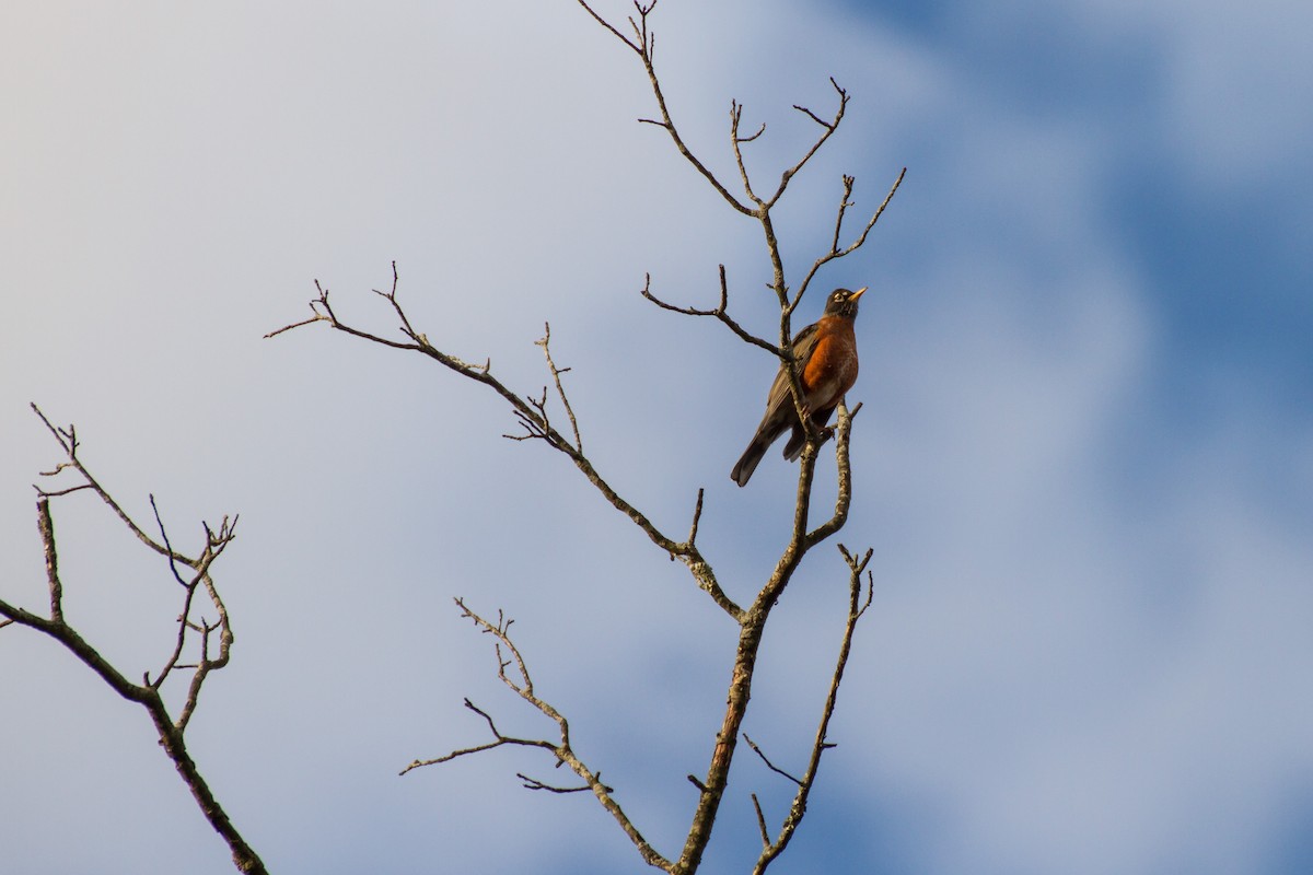 コマツグミ - ML644899101