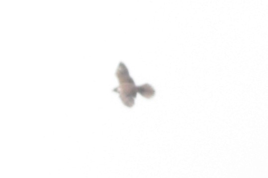 Prairie Falcon - ML644899133