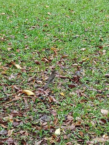 Black-billed Thrush - ML644899148