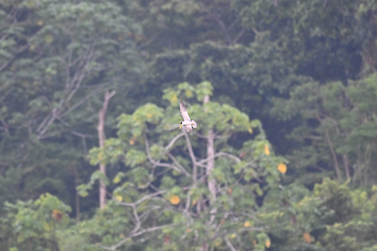 Yellow-billed Tern - ML644899169