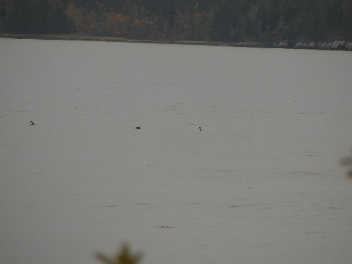 Red-necked Grebe - ML644899219