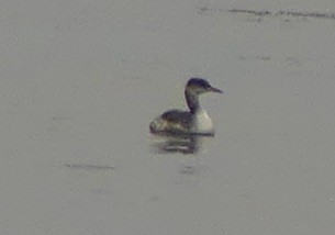 Red-necked Grebe - ML644899229