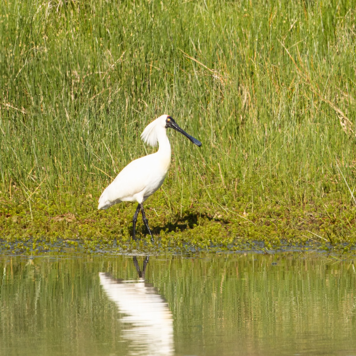 Royal Spoonbill - ML644899233