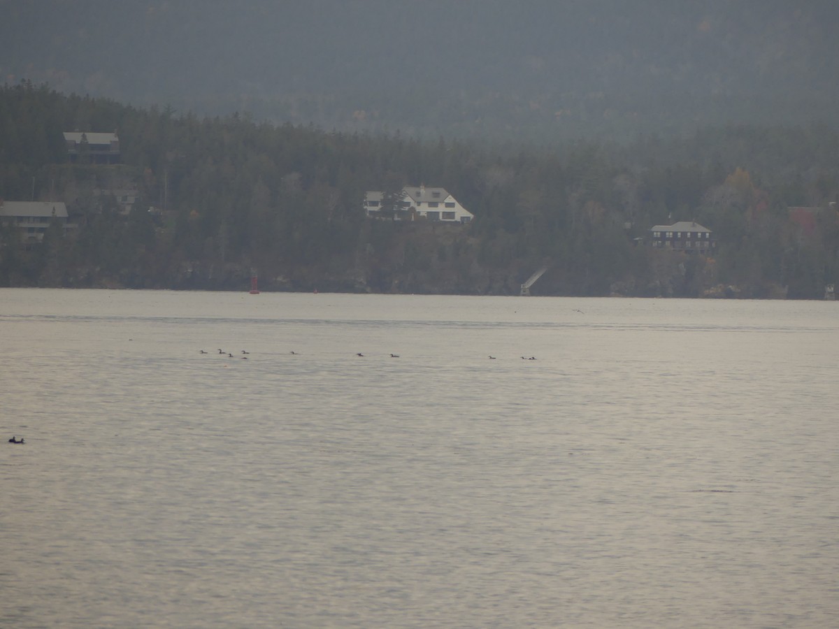 Common Loon - ML644899260