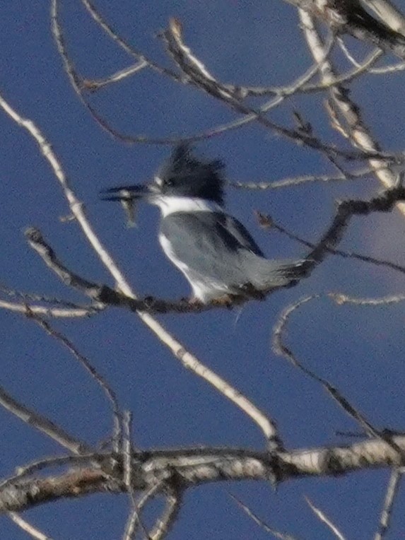 Martin-pêcheur d'Amérique - ML644899269