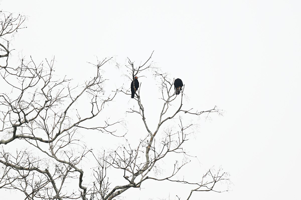 Siyah Karakara - ML644899281