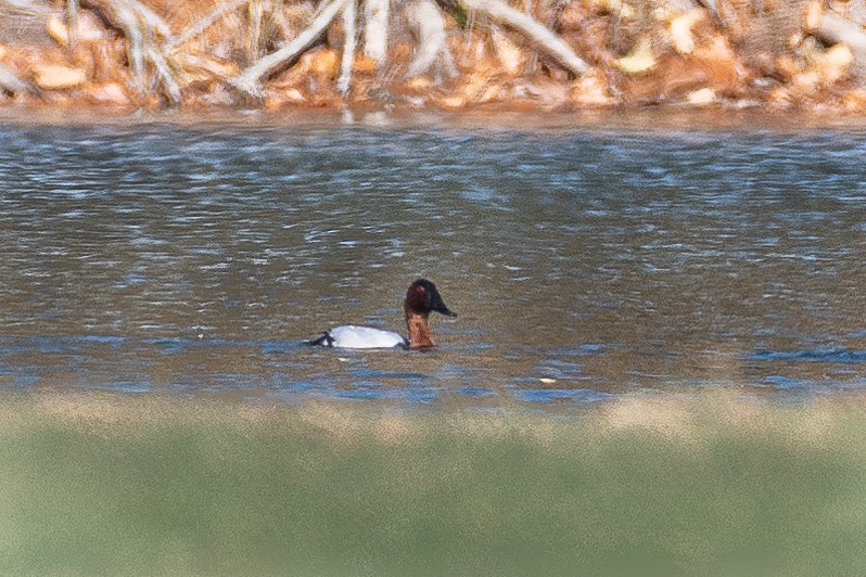 Canvasback - ML644899282