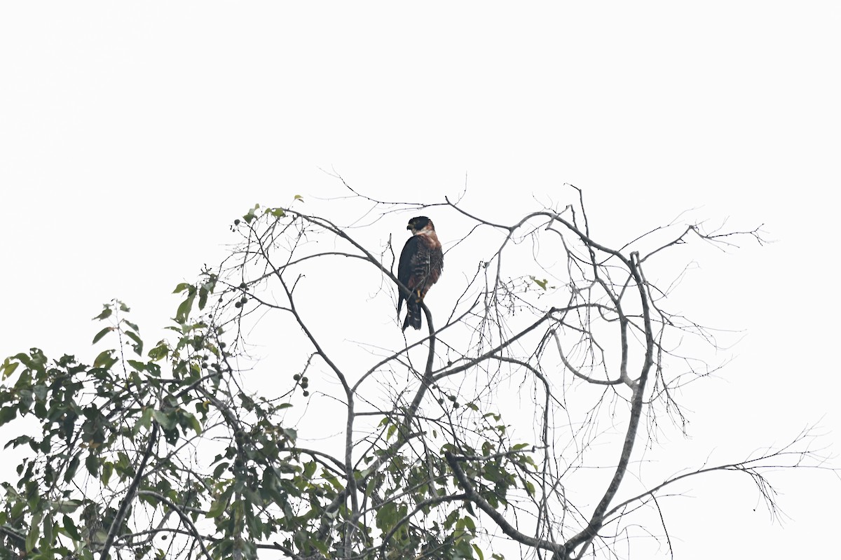 langtåfalk - ML644899285