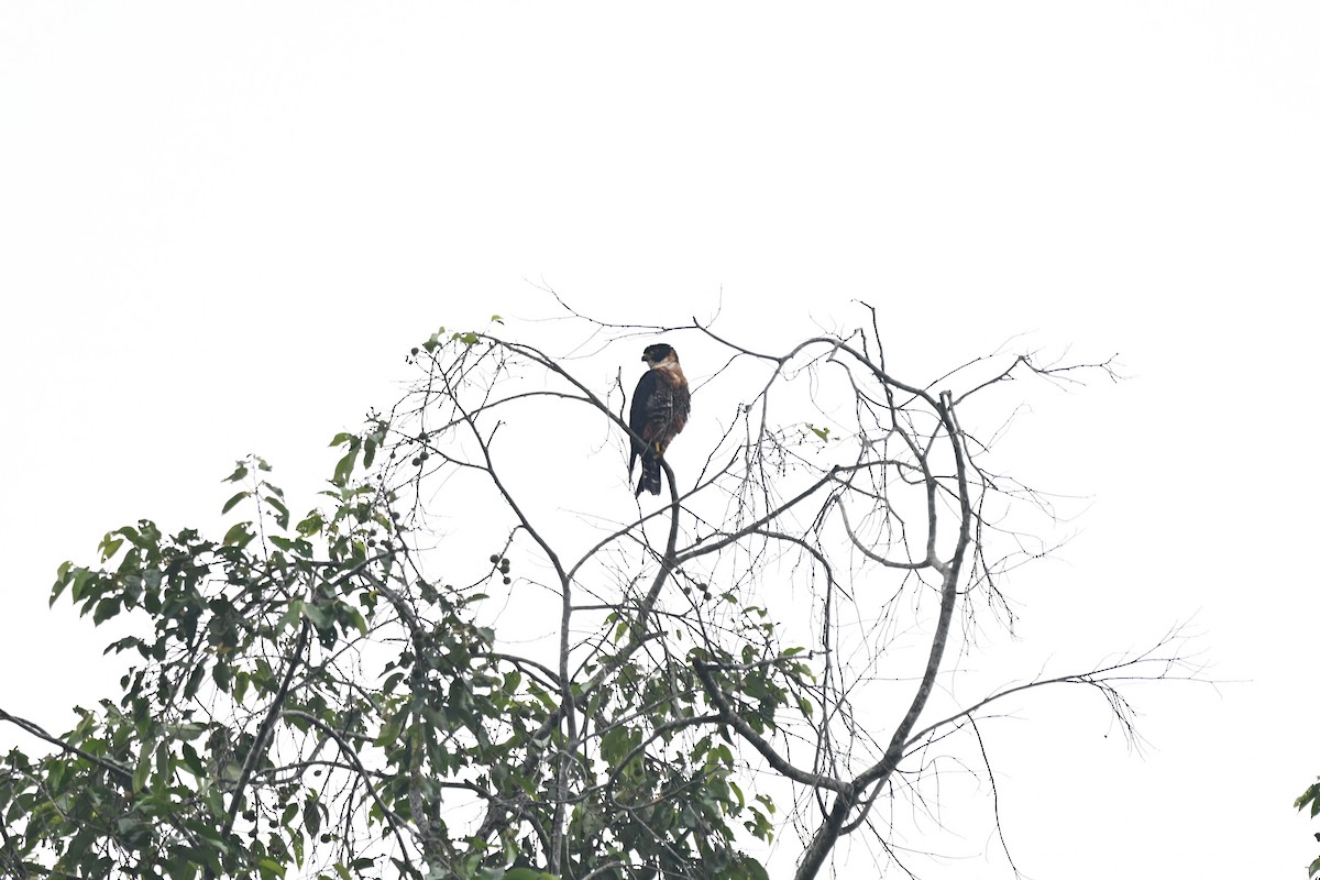 langtåfalk - ML644899286