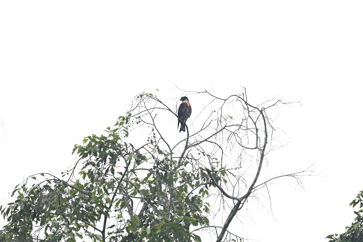 langtåfalk - ML644899287