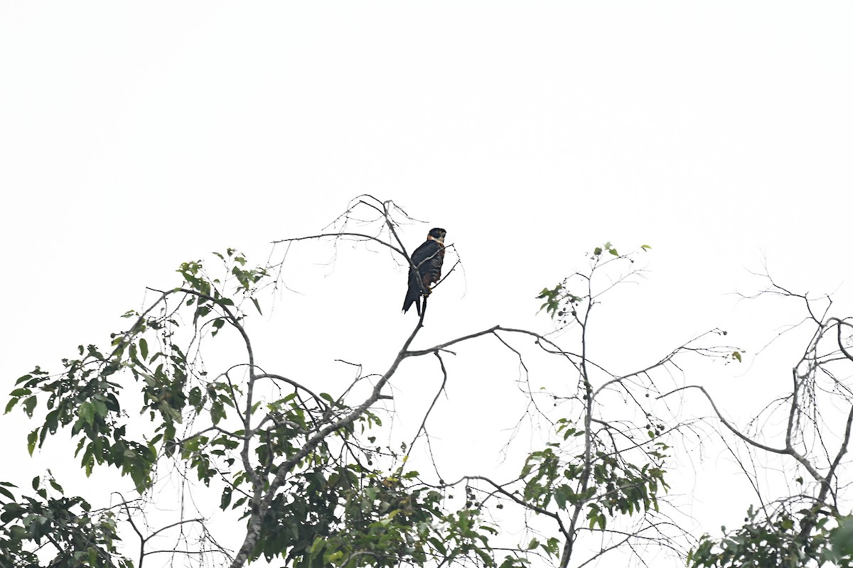 langtåfalk - ML644899288