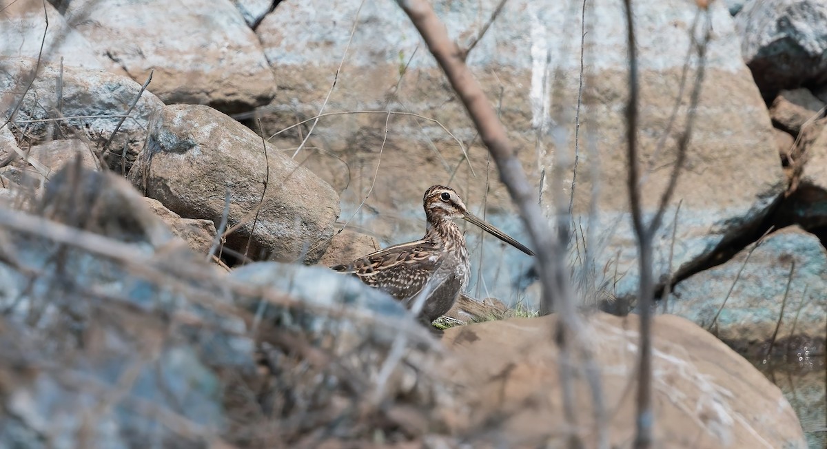 Common Snipe - ML644899296