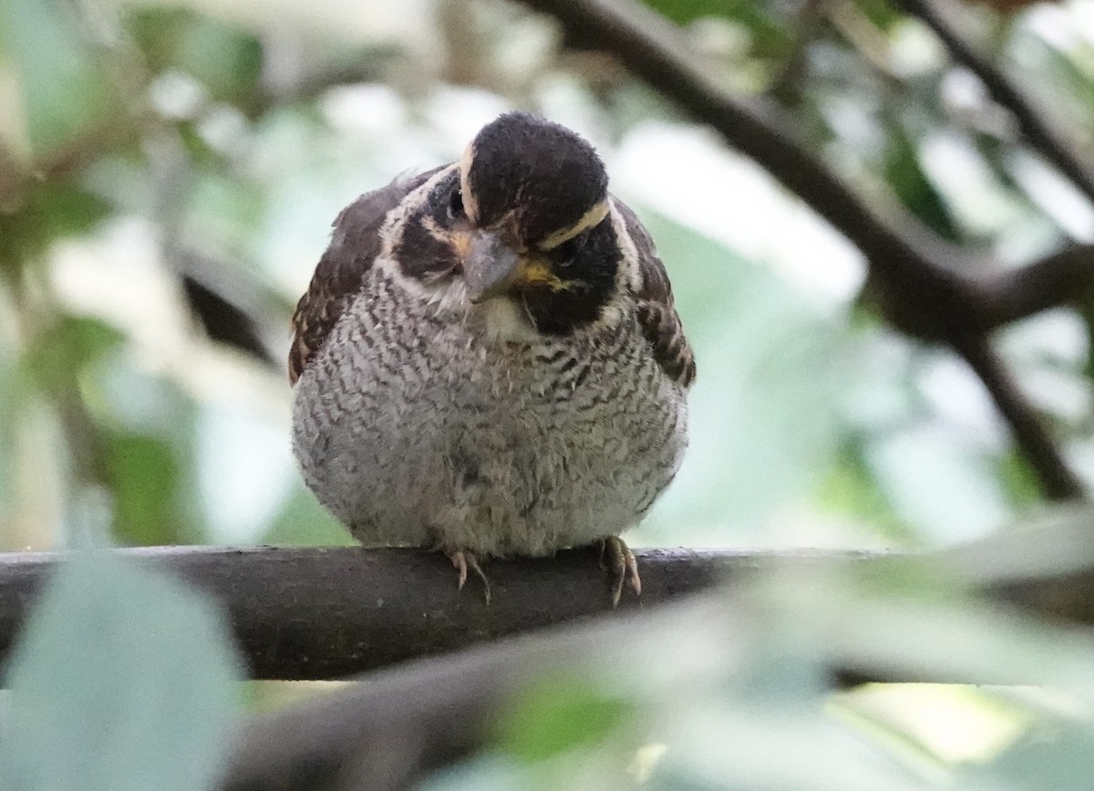 ledňáček královský (ssp. princeps/erythrorhamphus) - ML644899299