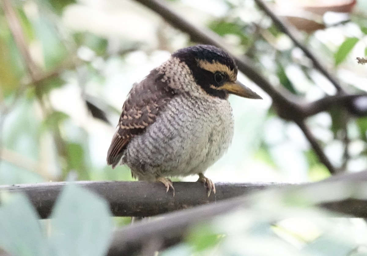 ledňáček královský (ssp. princeps/erythrorhamphus) - ML644899300