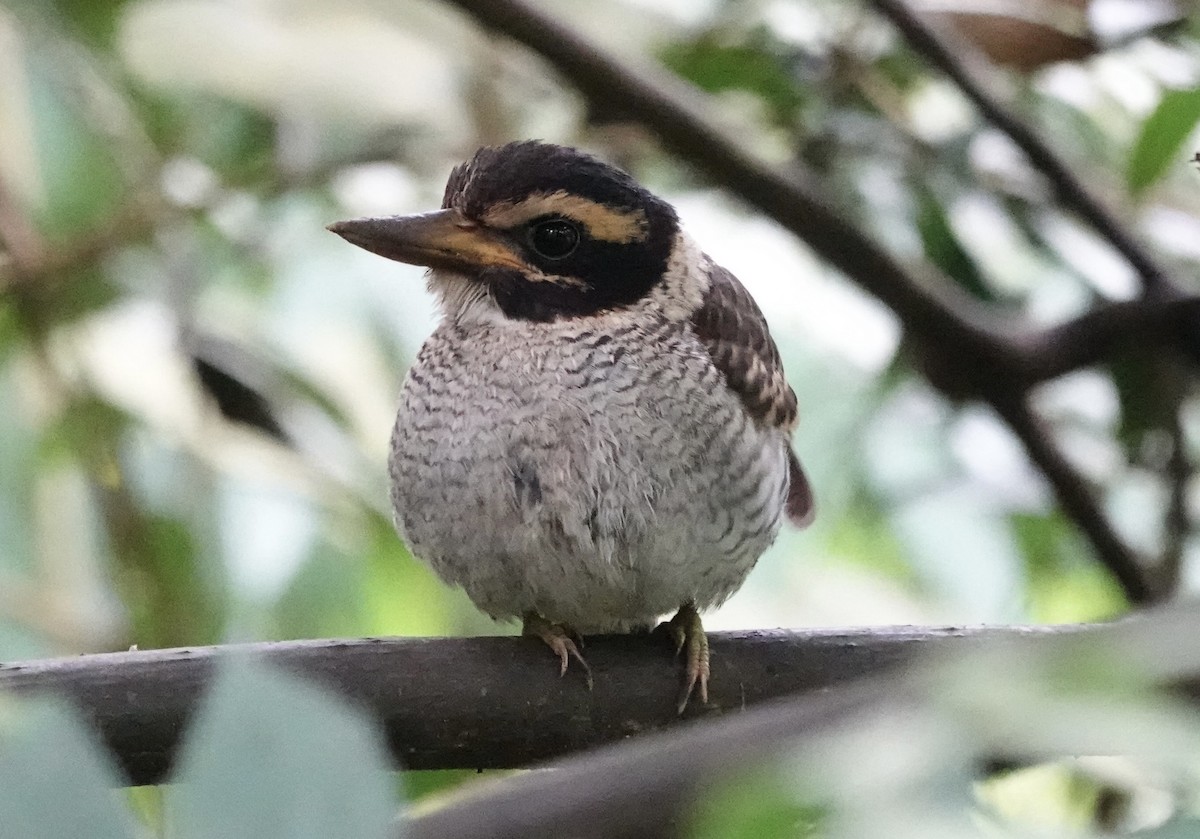 ledňáček královský (ssp. princeps/erythrorhamphus) - ML644899301