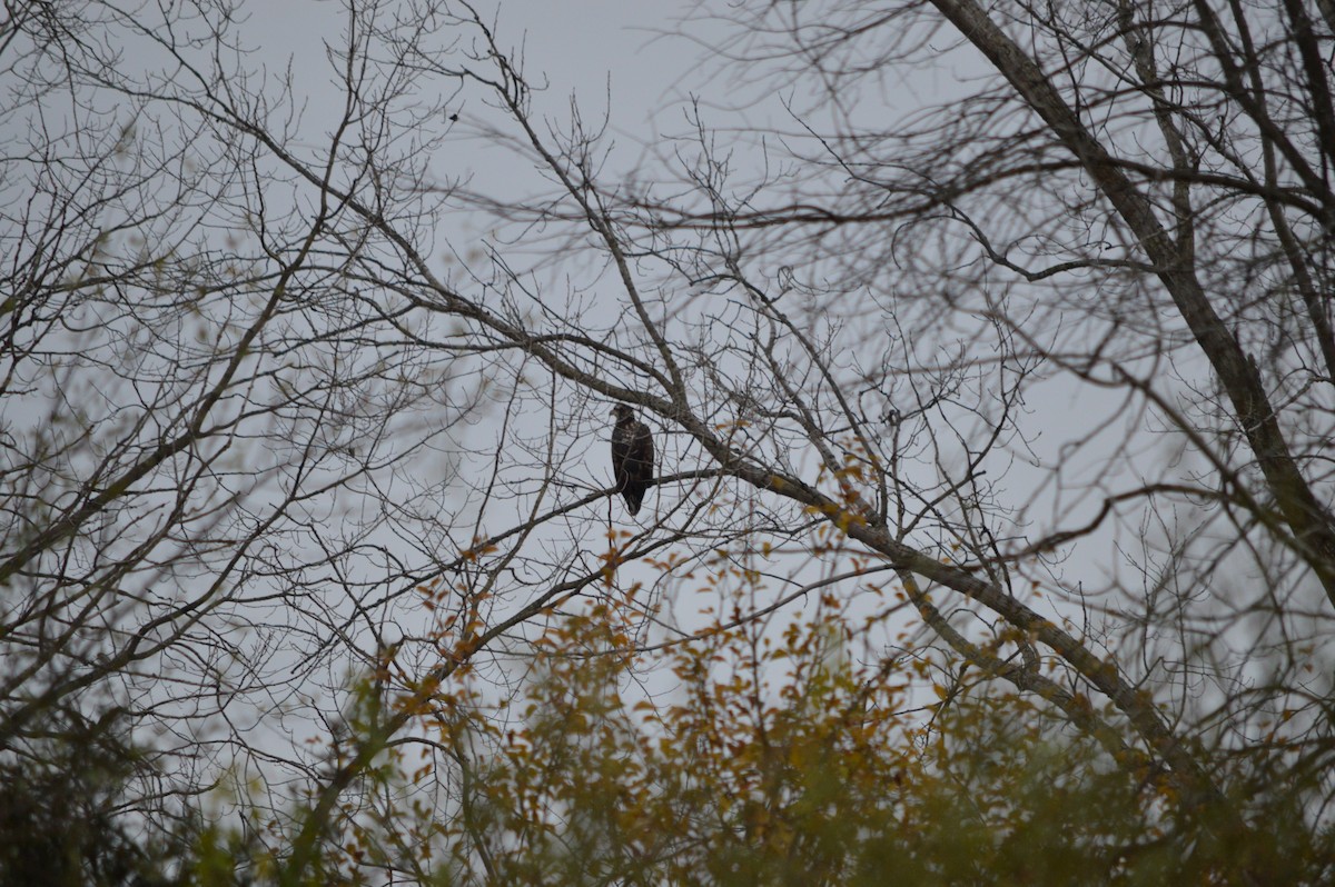 Bald Eagle - ML644899304