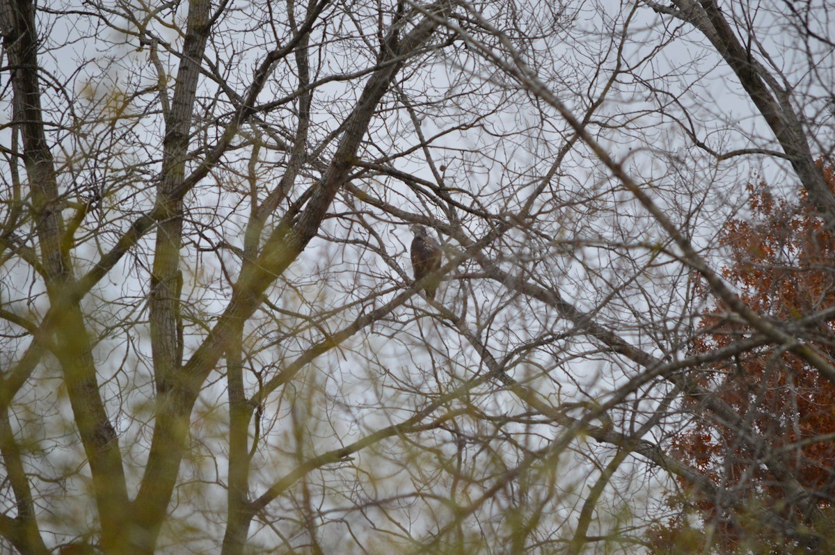 Bald Eagle - ML644899305